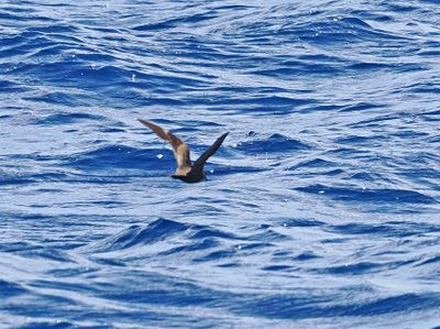 Matsudaira's Storm-Petrel