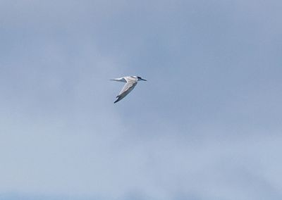 Roseate Tern