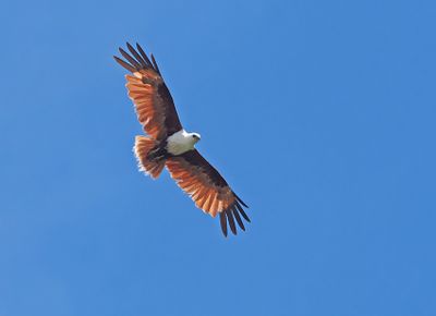 Brahminy Kite