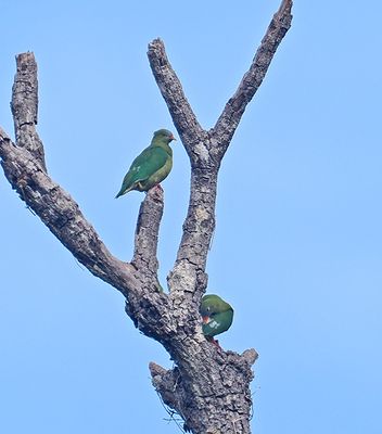 Claret-breasted Fruit-Dove