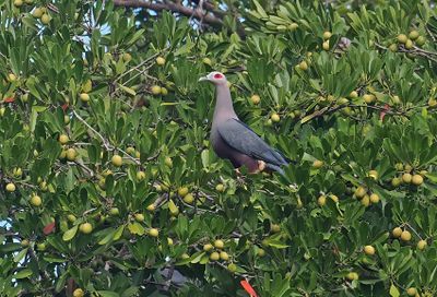Pinon's Imperial-Pigeon