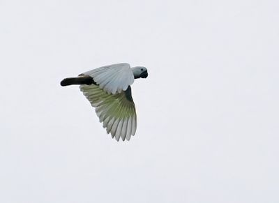 Sulphur-crested Cockatoo