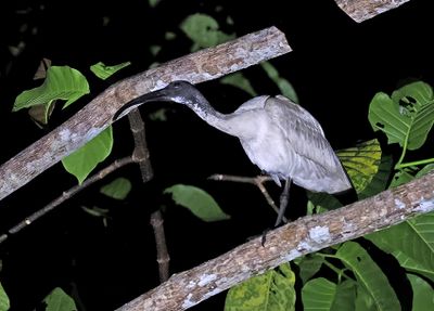 Australian Ibis
