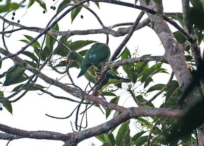 Claret-breasted Fruit-Dove
