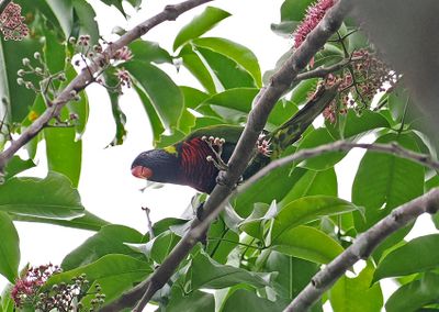 Coconut Lorikeet