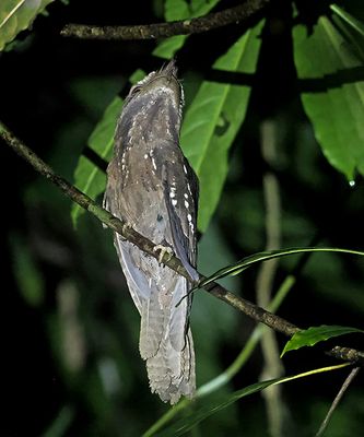 Marbled Frogmouth