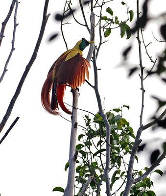 Red Bird-of-Paradise