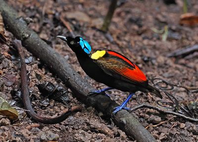Wilson's Bird-of-Paradise