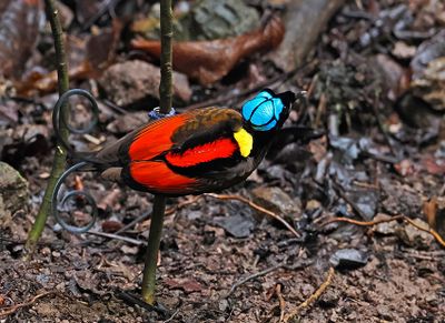 Wilson's Bird-of-Paradise