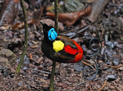Wilson's Bird-of-Paradise