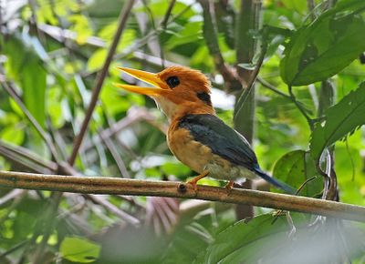 Yellow-billed Kingfisher