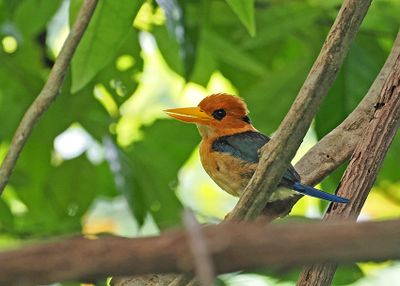 Yellow-billed Kingfisher