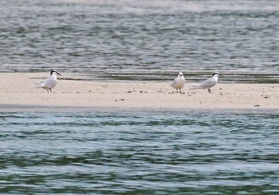 Black-naped Tern