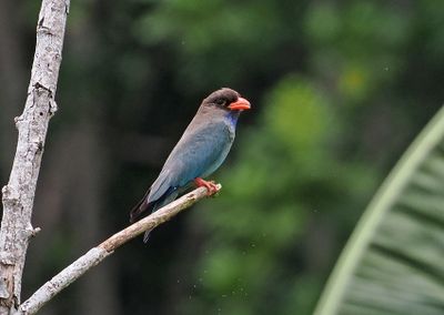 Dollarbird