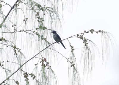 Moluccan Starling