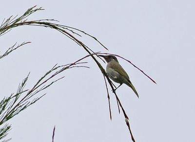 Olive Honeyeater