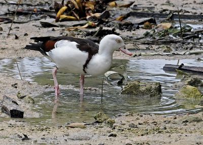 Radjah Shelduck