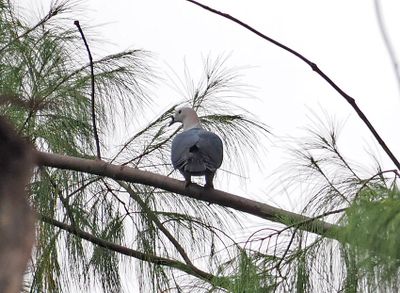 Spice Imperial Pigeon