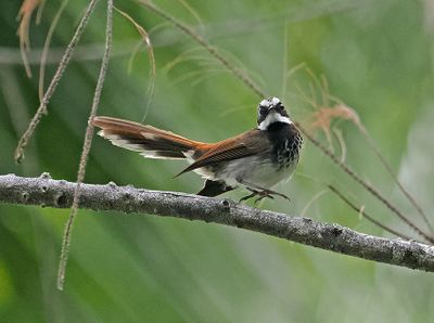 Supertramp Fantail