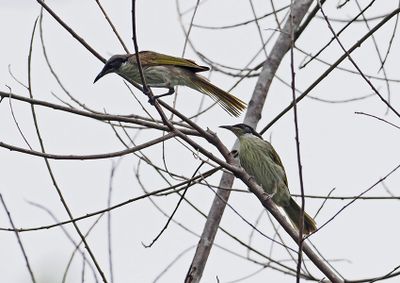 Varied Honeyeater