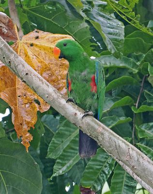Papuan Eclectus