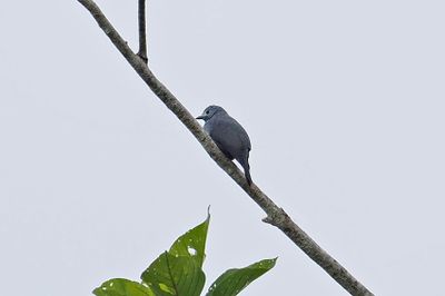 Boyer's Cuckoo-Shrike