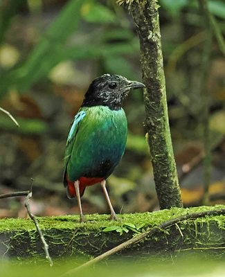 Eastern Hooded Pitta