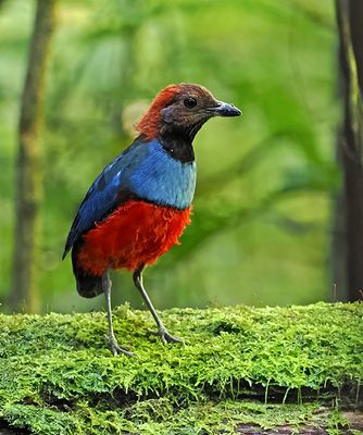 Papuan Pitta