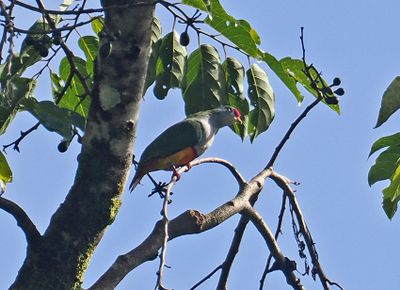 Beautiful Fruit-Dove