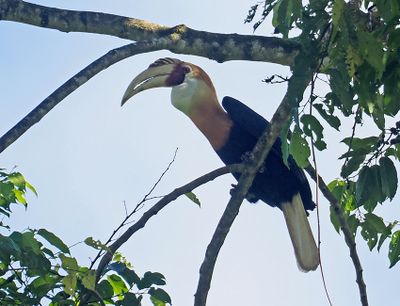 Blyth's Hornbill