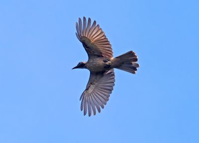 Brown Oriole