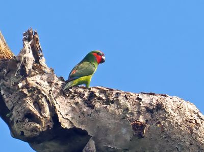 Double-eyed Fig-Parrot