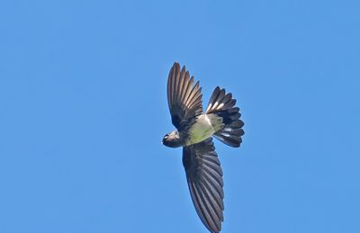 Glossy Swiftlet