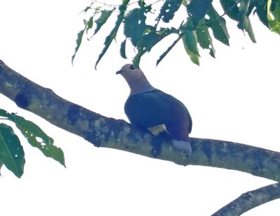 Purple-tailed Imperial-Pigeon