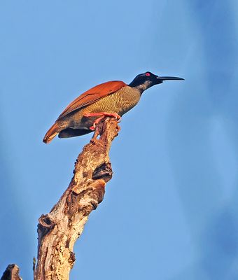 Twelve-wired Bird-of-Paradise