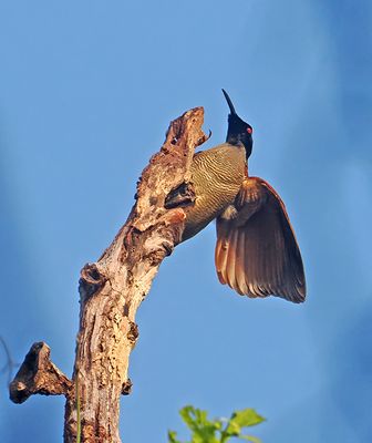 Twelve-wired Bird-of-Paradise