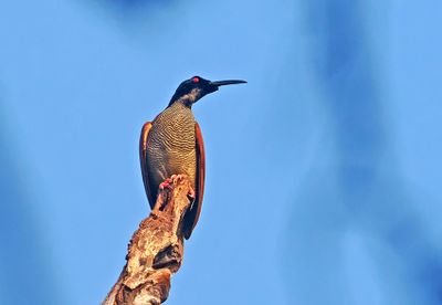 Twelve-wired Bird-of-Paradise