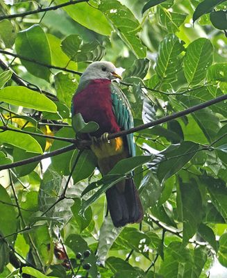 Wompoo Fruit-Dove