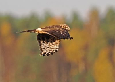 Hen Harrier