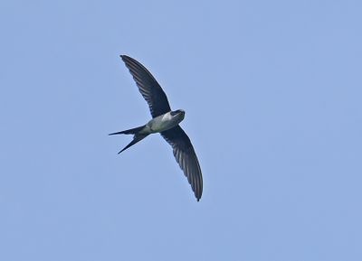 Gray-rumped Treeswift