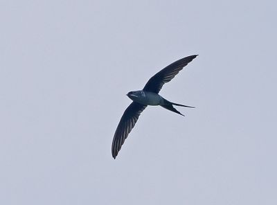 Gray-rumped Treeswift