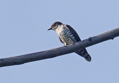 Little Bronze-Cuckoo