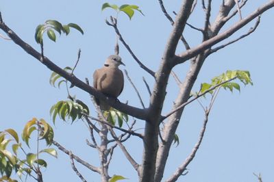 Red Collared Dove