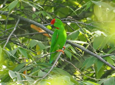 Sulawesi Hanging-Parrot