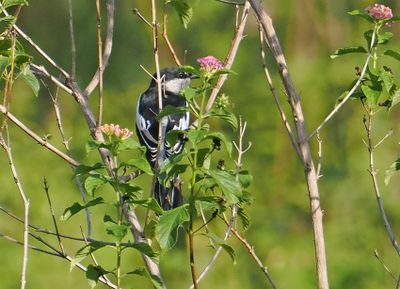 White-shouldered Triller