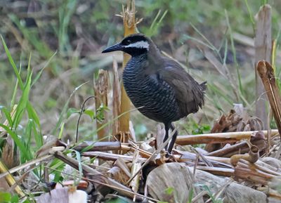Barred Rail