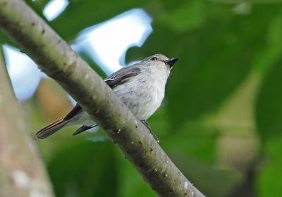 Little Pied Flycatcher