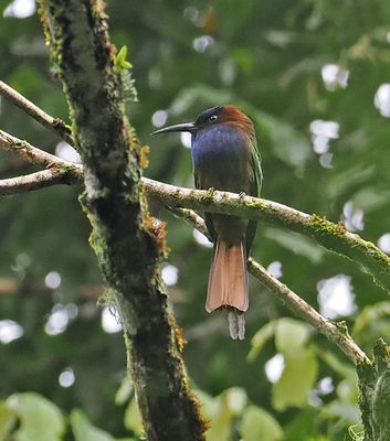 Purple-bearded Bee-eater