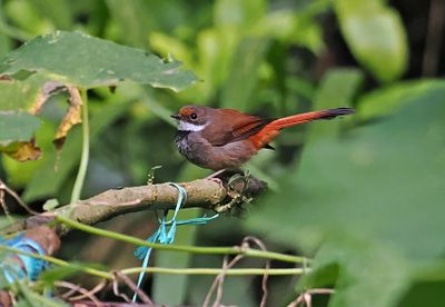 Sulawesi Fantail