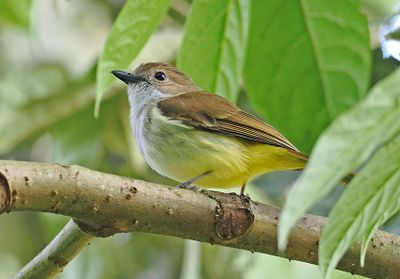 Sulphur-bellied Whistler